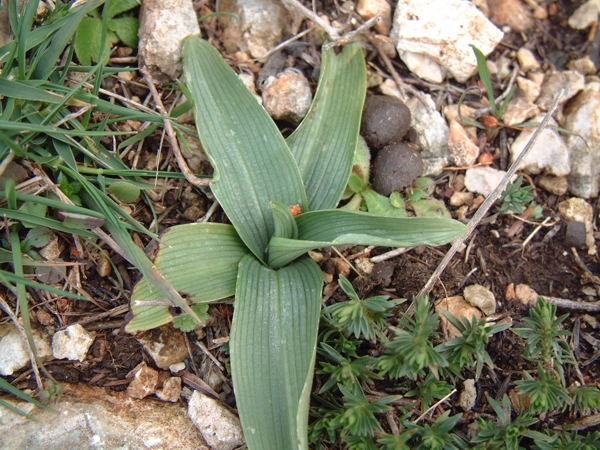 pianta di ophrys promontorii